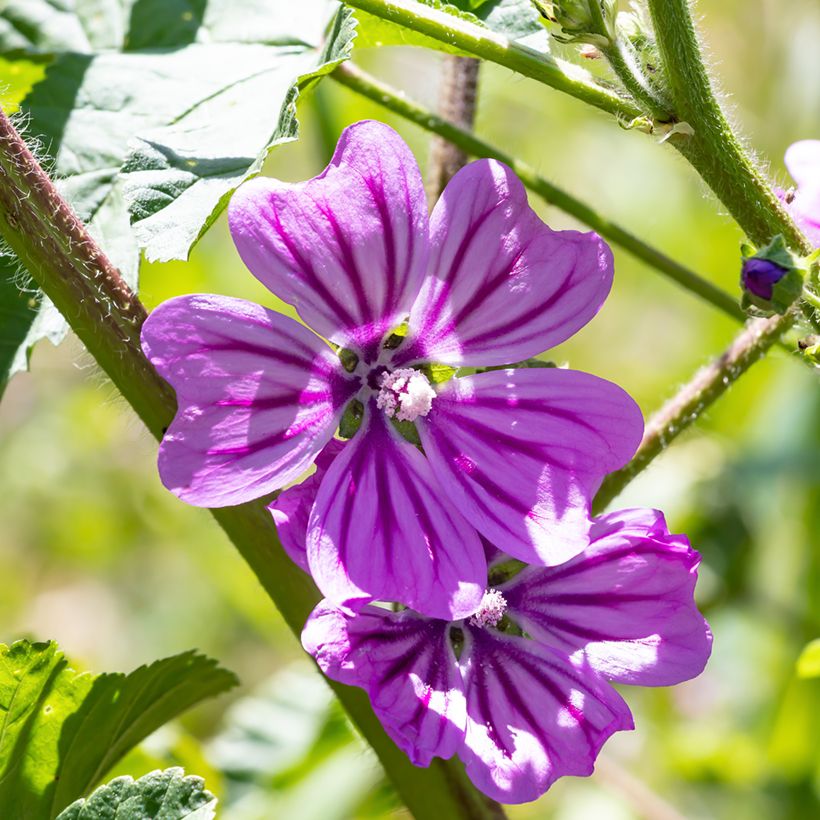 Malva ou Mauve sylvestris Zebrina (Floraison)