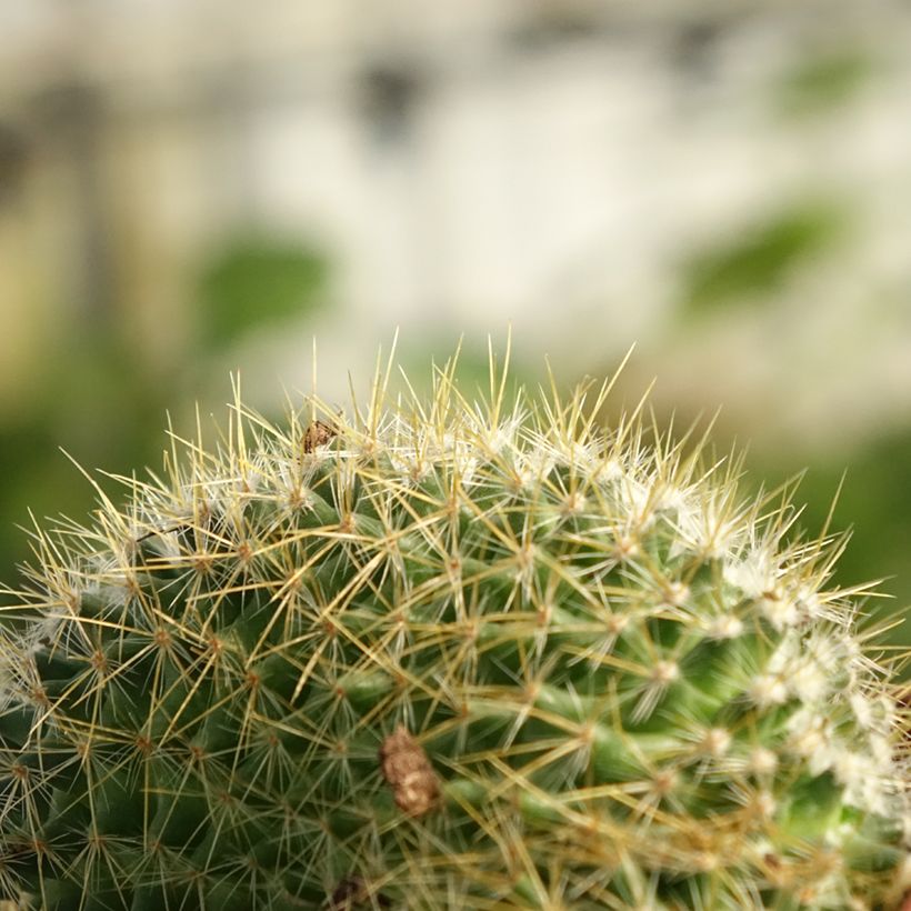 Mammillaria elongata Cristata (Feuillage)