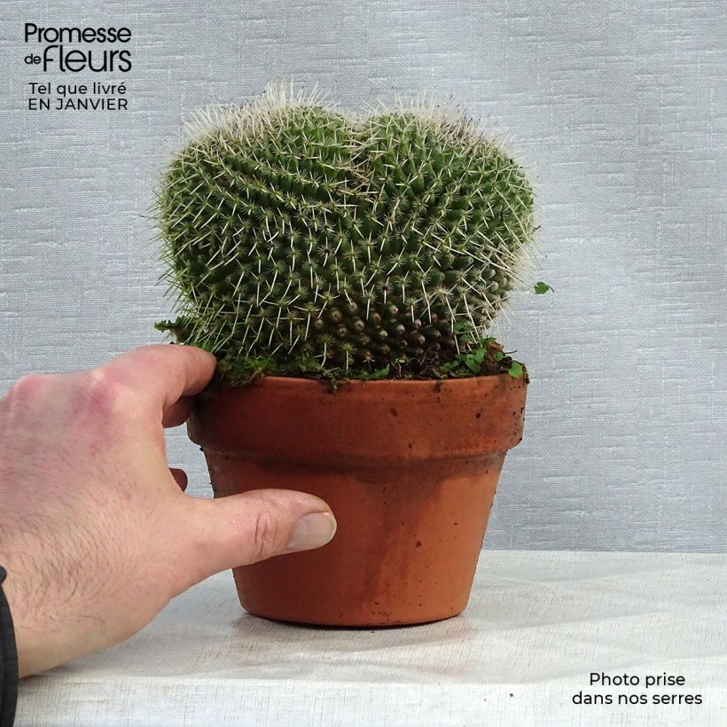 Spécimen de Mammillaria perbella  Pot de 13 cm tel que livré en hiver