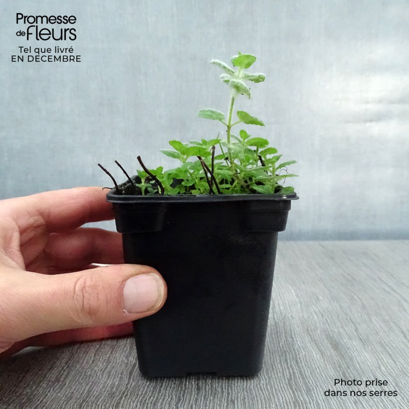 Spécimen de Menthe aquatique - Mentha aquatica Godet de 8 cm tel que livré en hiver