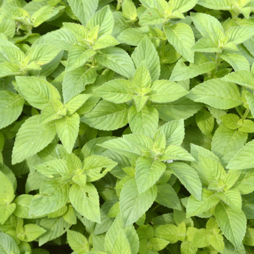 Menthe banane - Mentha arvensis Banana  (Feuillage)