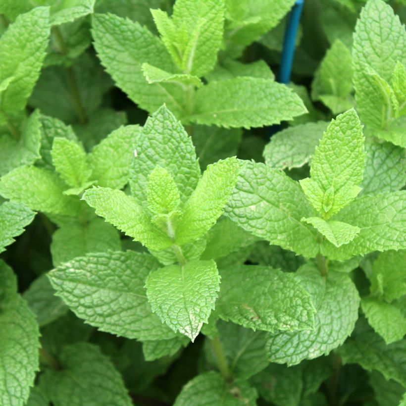 Menthe marocaine en plant BIO (Feuillage)