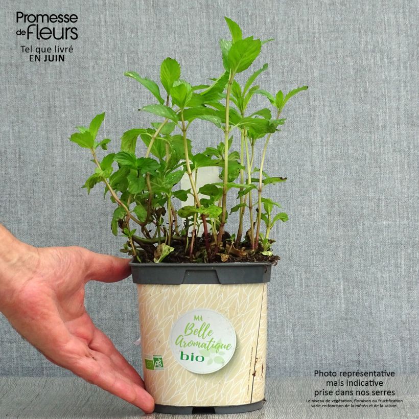 Spécimen de Menthe poivrée - Mentha piperata en plant BIO tel que livré en été