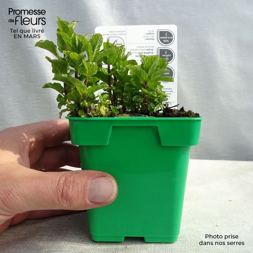 Spécimen de Menthe verte Hollywood - Mentha spicata Pot de 10 cm/11cm tel que livré en hiver