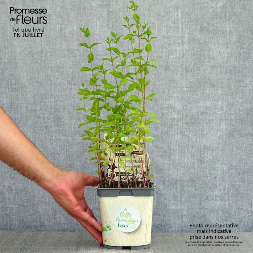 Spécimen de Menthe verte - Mentha spicata en plant BIO tel que livré en été