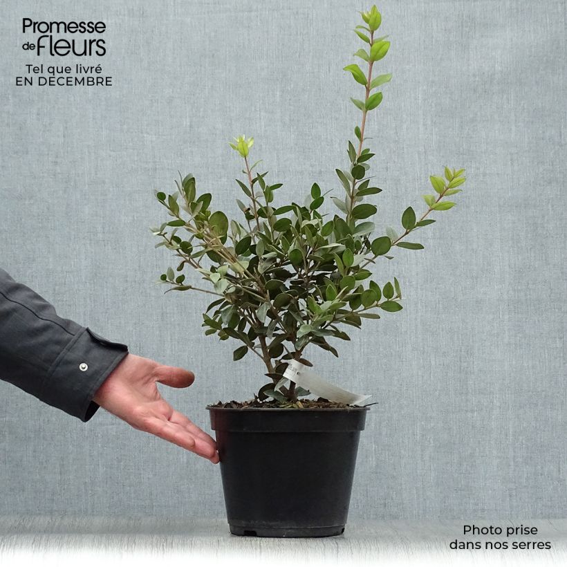 Spécimen de Metrosideros Mistral - Arbre de Noël de Nouvelle-Zélande Pot de 4L/5L tel que livré en hiver