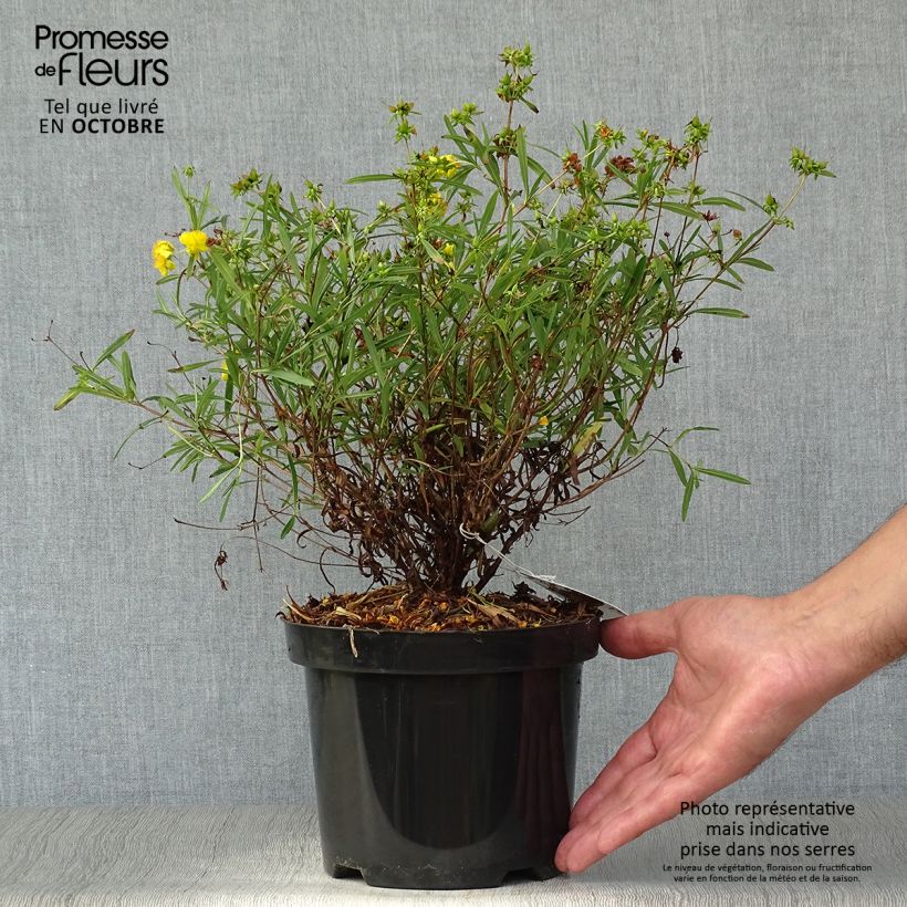 Spécimen de Millepertuis - Hypericum densiflorum Buttercup Pot de 2L/3L tel que livré en automne