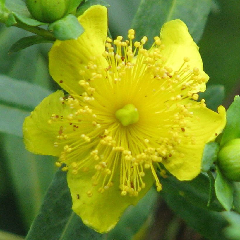 Millepertuis - Hypericum kalmianum Cobalt-n-Gold (Floraison)