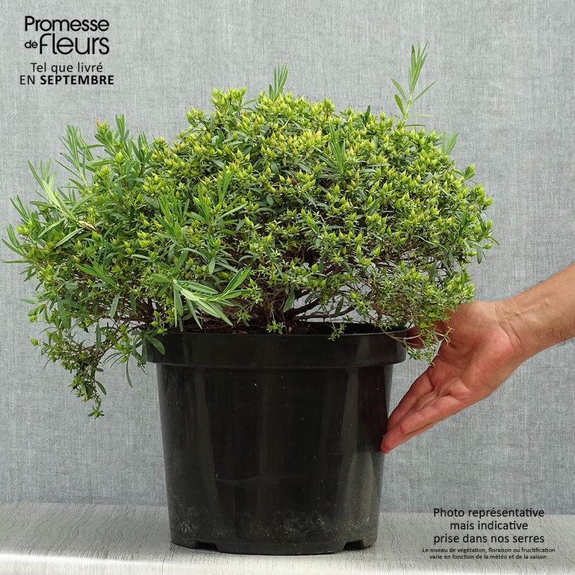 Spécimen de Millepertuis - Hypericum kalmianum Cobalt-n-Gold en pot de 7,5l/10l tel que livré en automne