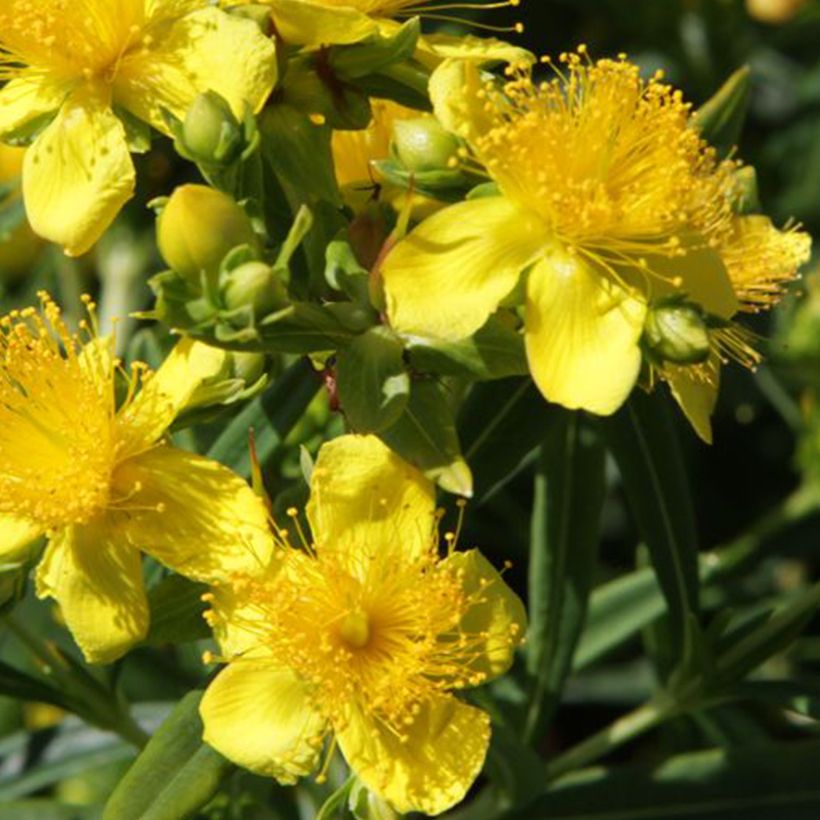 Millepertuis - Hypericum kalmianum Sunny Boulevard (Floraison)