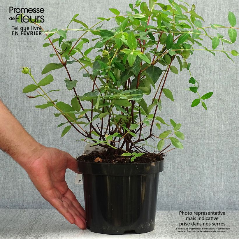 Spécimen de Millepertuis - Hypericum (x) moserianum Pot de 2L/3L tel que livré en automne