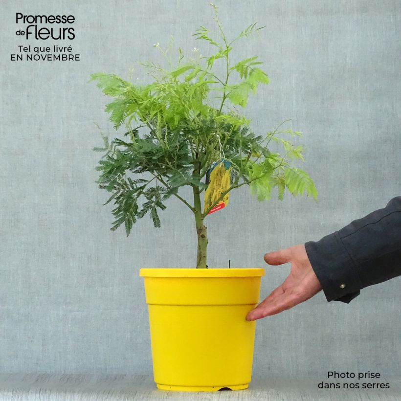 Spécimen de Mimosa - Acacia dealbata Pot de 2L/3L tel que livré en automne