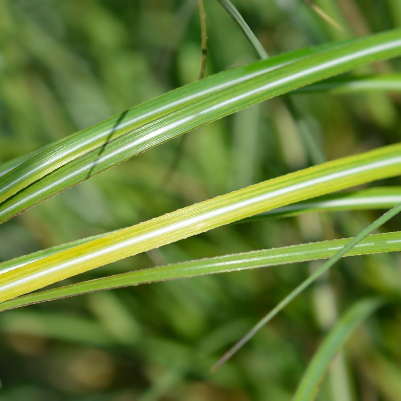 Miscanthus sinensis Adagio - Roseau de Chine (Feuillage)