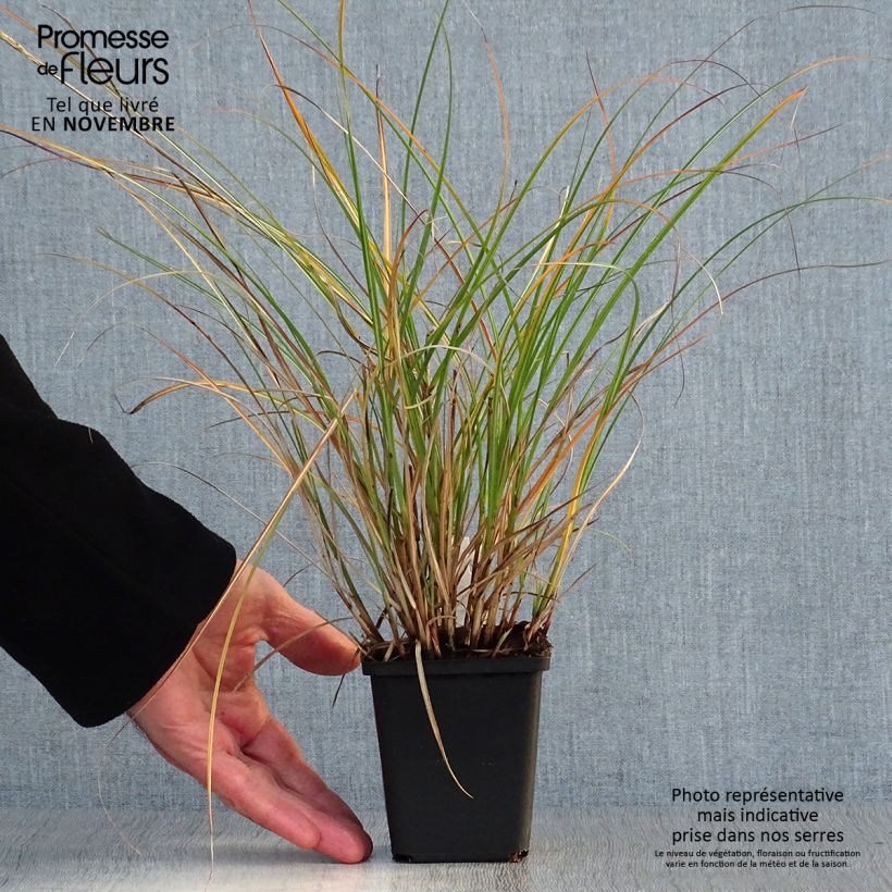 Spécimen de Miscanthus sinensis Adagio - Roseau de Chine en godet de 9 cm tel que livré en automne