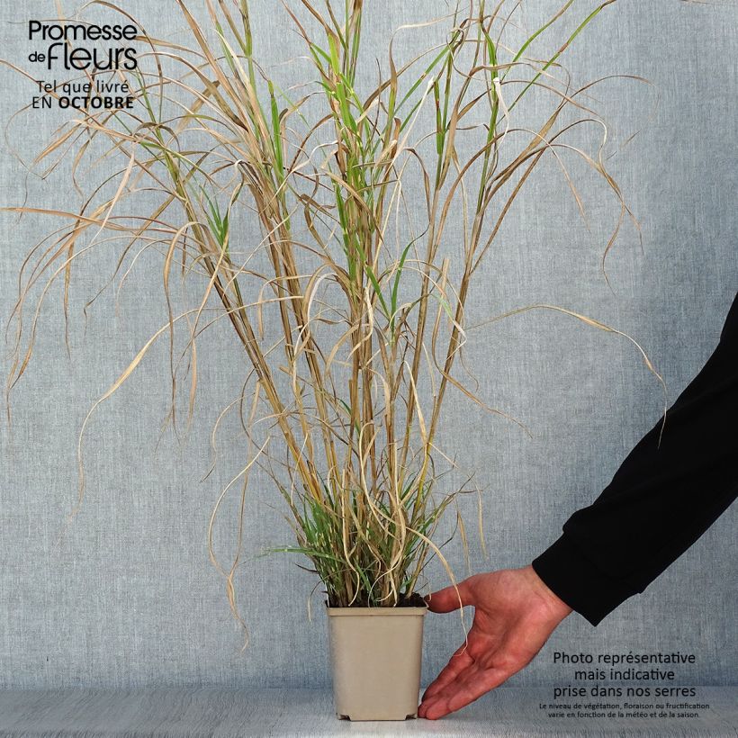 Spécimen de Miscanthus sinensis Etincelle - Roseau de Chine Godet de 9cm tel que livré en automne