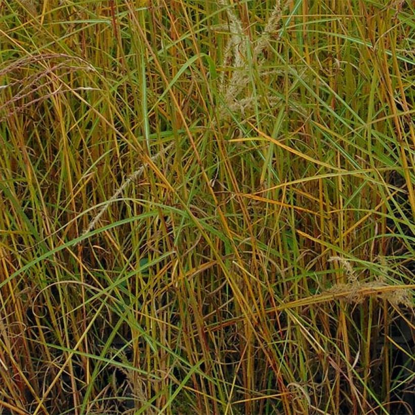 Miscanthus sinensis Flamingo - Eulalie - Roseau de Chine (Feuillage)