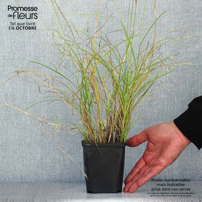 Spécimen de Miscanthus sinensis Kleine Silberspinne - godet de 9cm tel que livré en automne