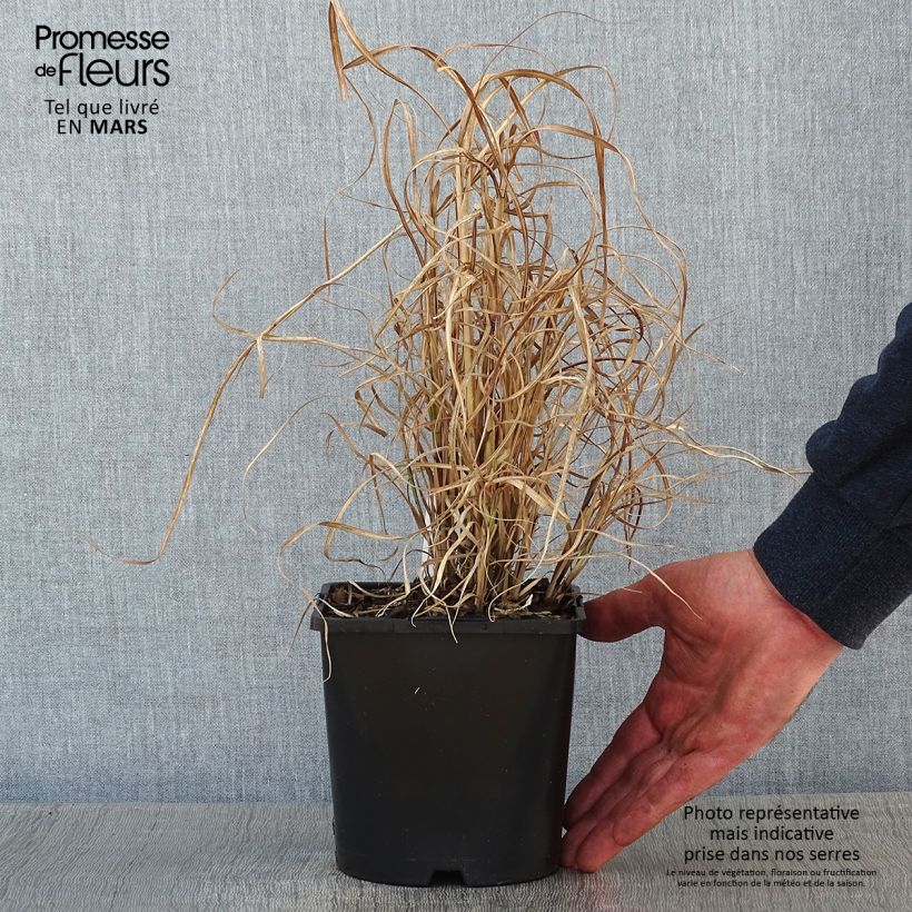 Spécimen de Miscanthus sinensis Little Zebra  - Roseau de Chine panaché en en pot de 2/3 litres tel que livré en hiver