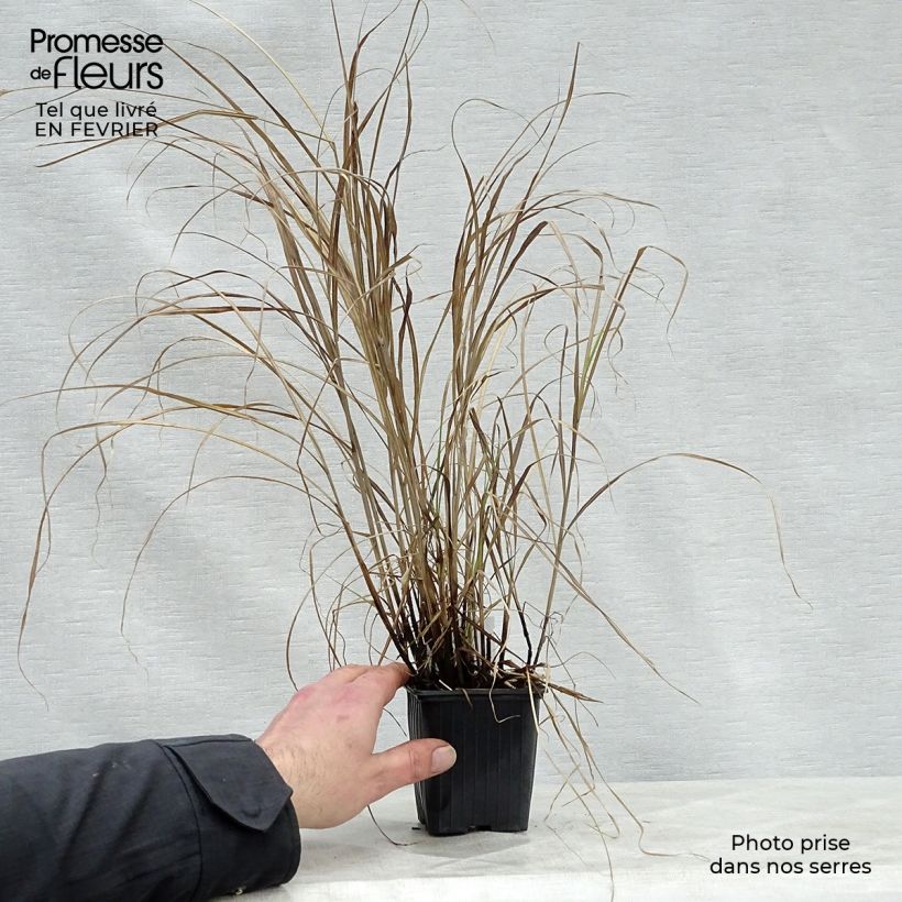 Spécimen de Miscanthus sinensis Little Zebra - Roseau de Chine panaché en godet de 9 cm tel que livré en hiver