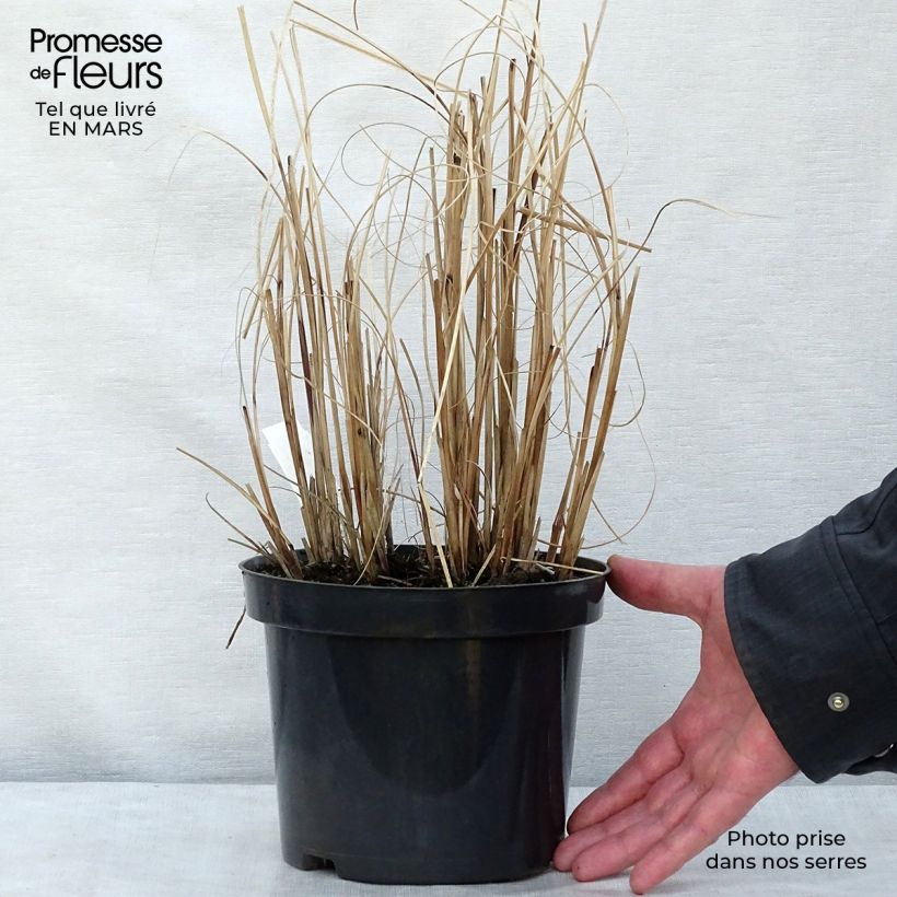 Spécimen de Miscanthus sinensis Morning Light Pot de 2L/3L tel que livré en hiver