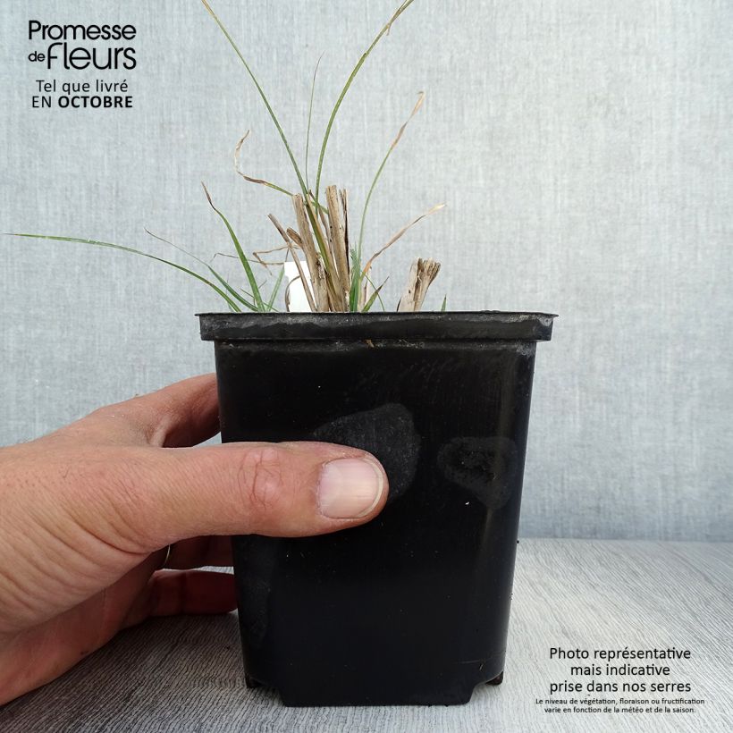 Spécimen de Miscanthus sinensis Rotsilber - Roseau de Chine Godet de 9cm tel que livré en automne