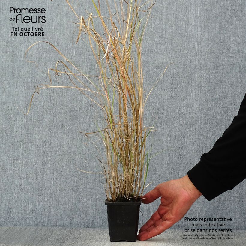 Spécimen de Miscanthus sinensis Silberspinne - Roseau de Chine Godet de 9cm tel que livré en automne