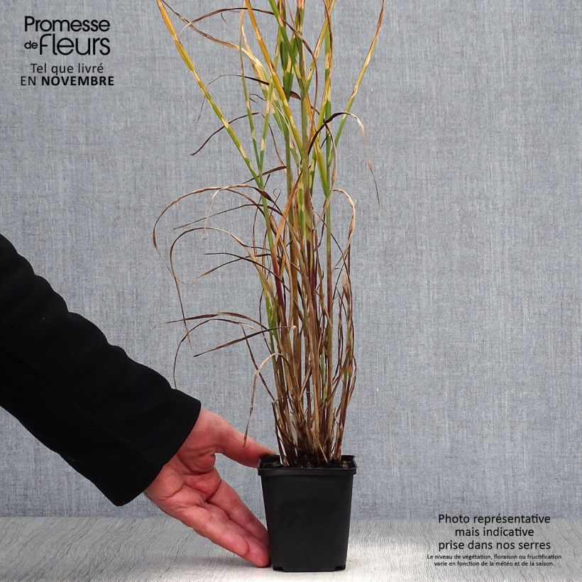 Spécimen de Miscanthus sinensis Strictus - Roseau de Chine en godet de 9 cm tel que livré en automne