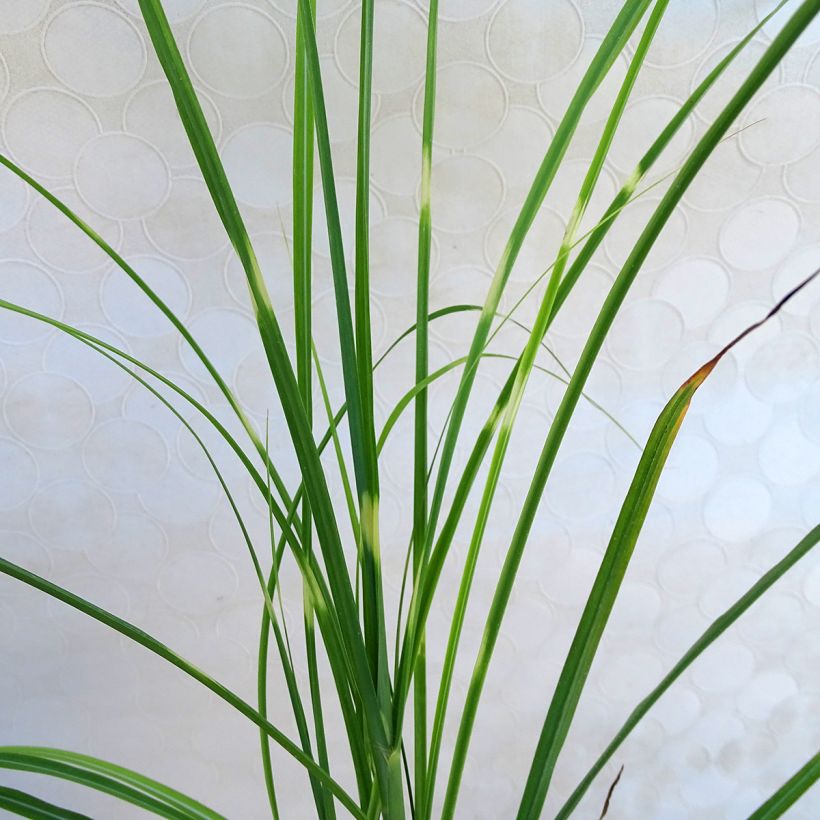 Miscanthus sinensis Zebrinus - Roseau de Chine (Feuillage)