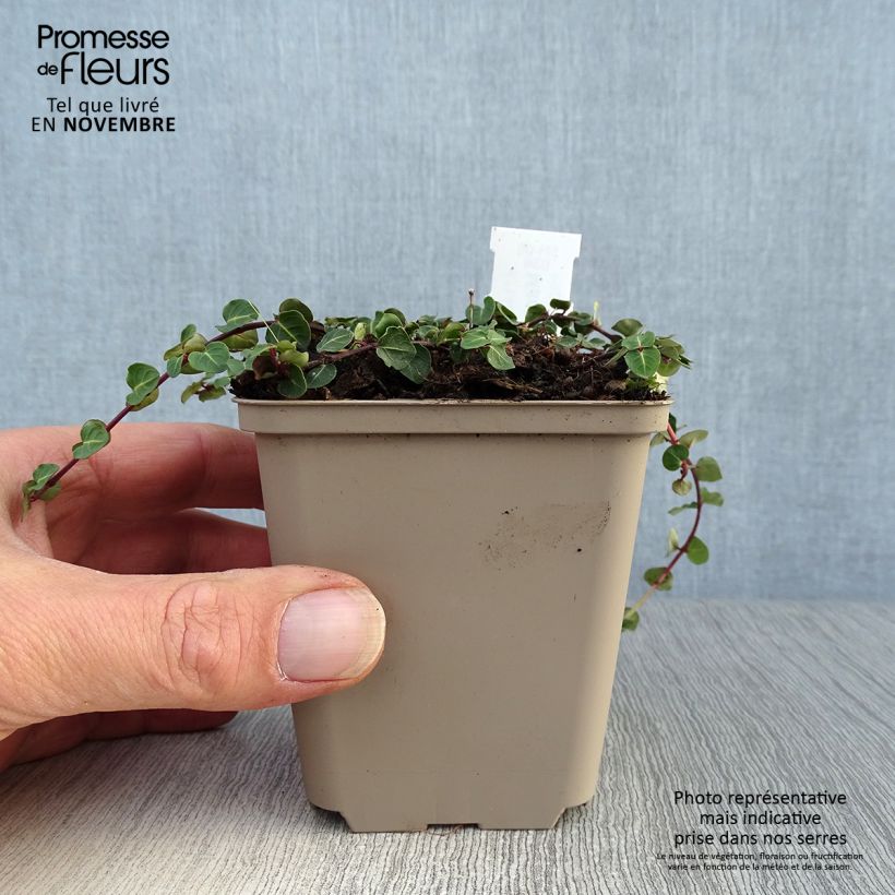 Spécimen de Mitchella repens - Pain de perdrix                       Godet de 8/9 cm tel que livré en automne