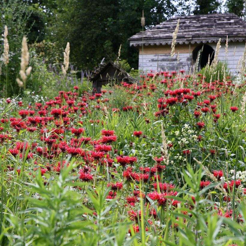 Monarda Gardenview Scarlet - Bergamote écarlate (Port)