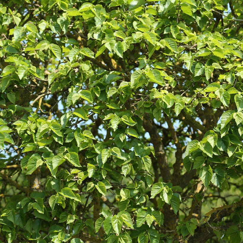 Morus alba Nana - Murier blanc nain (Feuillage)