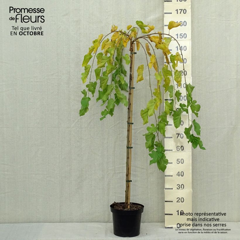 Spécimen de Morus alba Pendula - Mûrier blanc pleureur Pot de 7.5L Tige tel que livré en automne