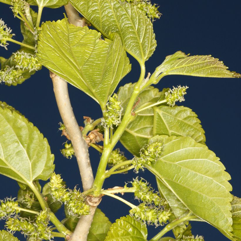 Morus latifolia Spirata - Mûrier à larges feuilles tortueux (Feuillage)