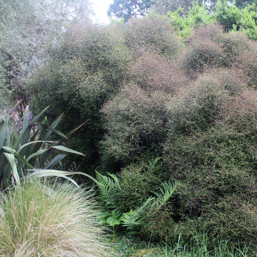 Muehlenbeckia astonii - lentille arbustive (Port)