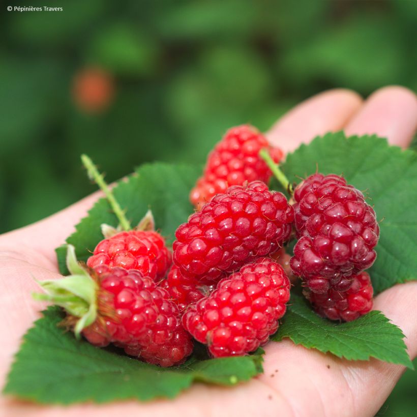 Mûre tayberry Bounty Berry - Mûre-framboise (Récolte)