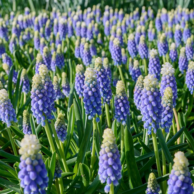 Muscari Touch of Snow (Floraison)