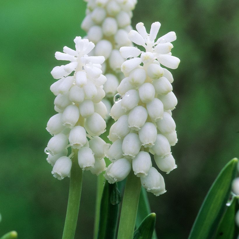 Muscari botryoides Album (Floraison)