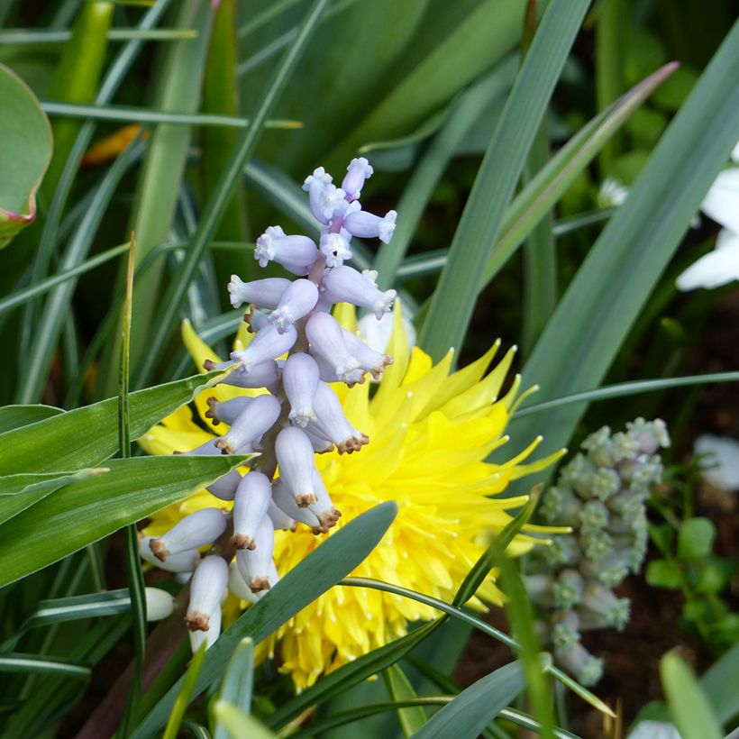 Muscari muscarimi (racemosum) (Floraison)