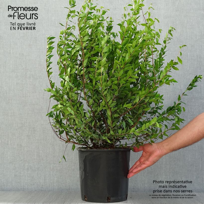 Spécimen de Myrtus communis - Myrte commun en pot de 7,5l/10l tel que livré en automne