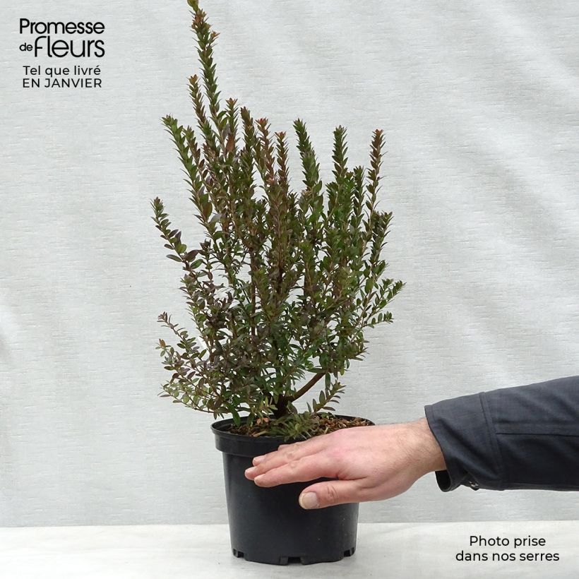 Spécimen de Myrtus communis Tarentina - Myrte commun  Pot de 2L/3L tel que livré en hiver