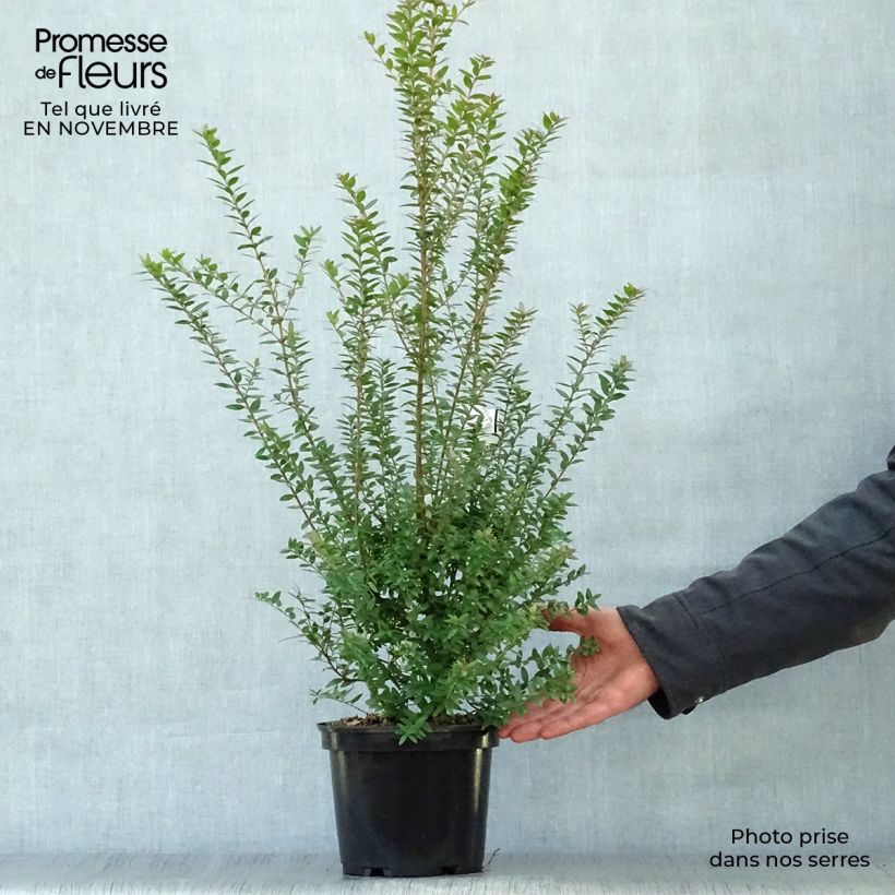 Spécimen de Myrtus communis Tarentina - Myrte commun  Pot de 2L/3L tel que livré en automne