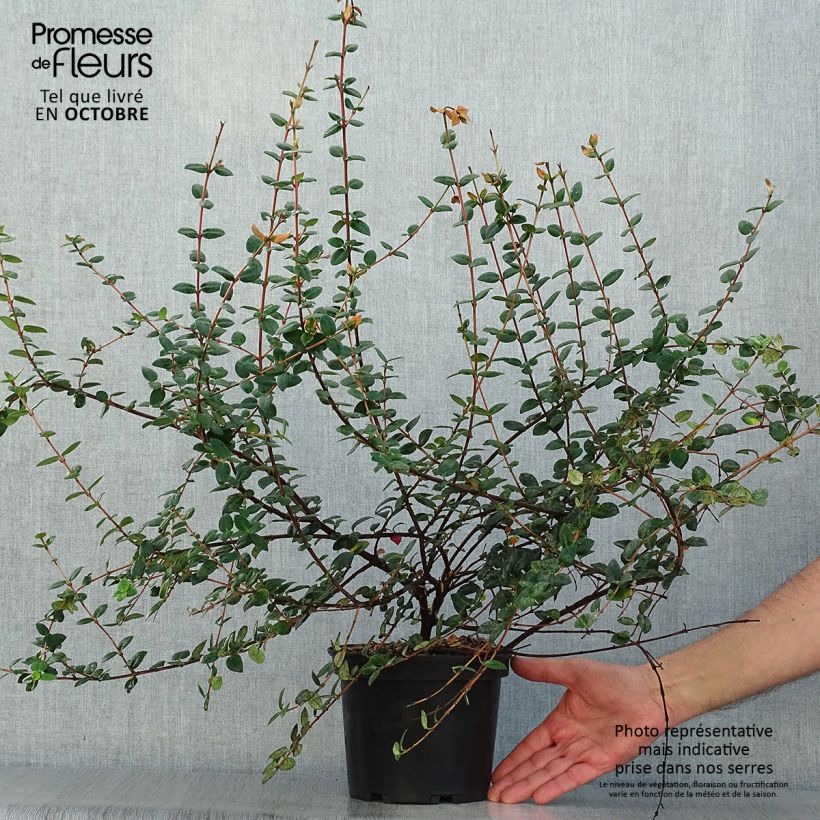 Spécimen de Myrtus ugni Pot de 3L tel que livré en automne