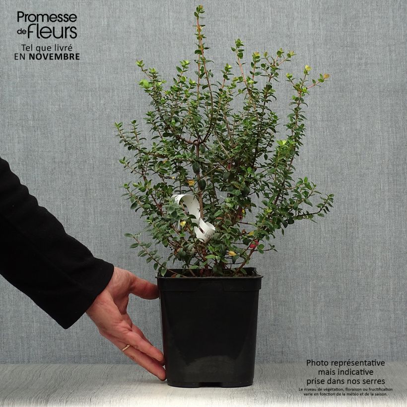 Spécimen de Myrtus ugni - Ugni molinae Butterball  Pot de 3L tel que livré en automne