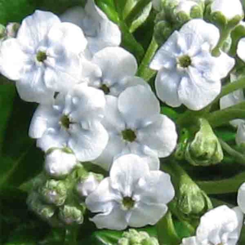 Myosotidium hortensia Alba (Floraison)