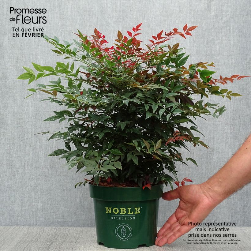 Spécimen de Nandina Obsessed Seika - Bambou sacré en pot de 2L/3L tel que livré en automne