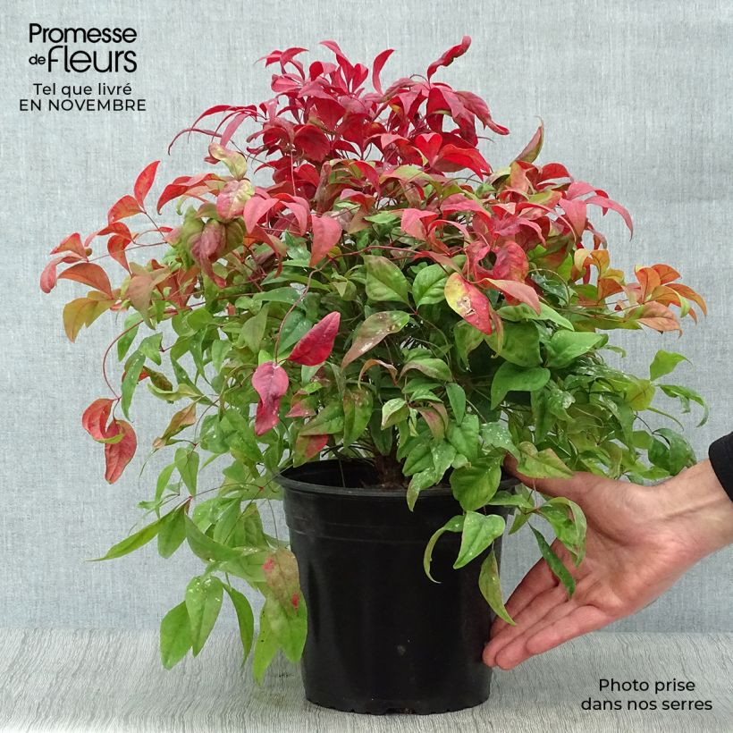 Spécimen de Nandina domestica Fire Power en pot de 4/5L tel que livré en automne