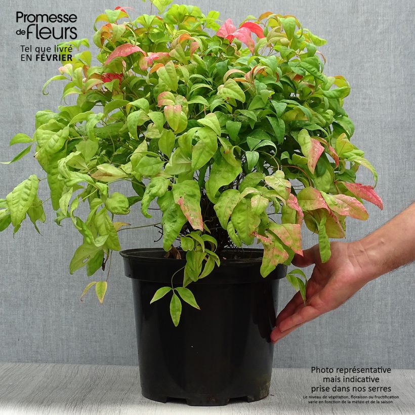 Spécimen de Nandina domestica Fire Power en pot de 7,5L/10L tel que livré en automne