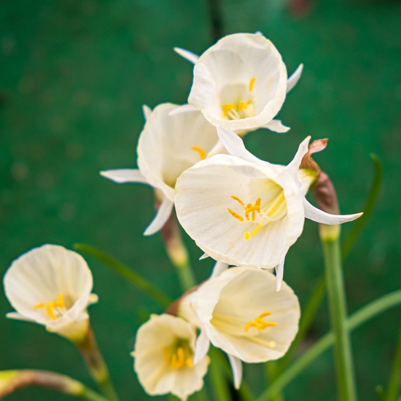 Narcisse bulbocodium Arctic Bells (Floraison)