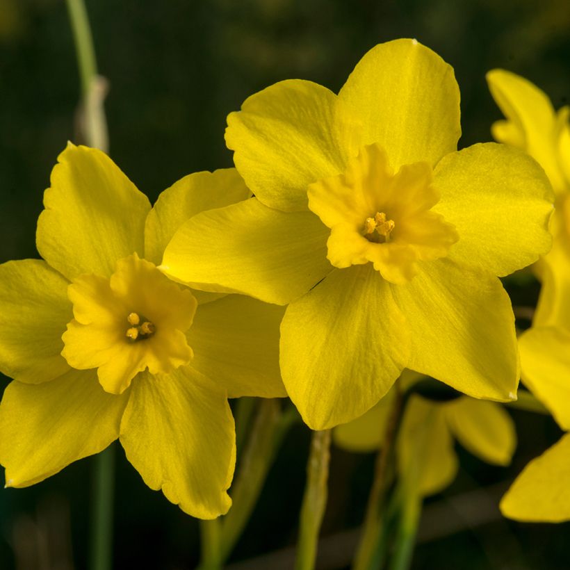 Narcisse fernandesii var. cordubensis (Floraison)