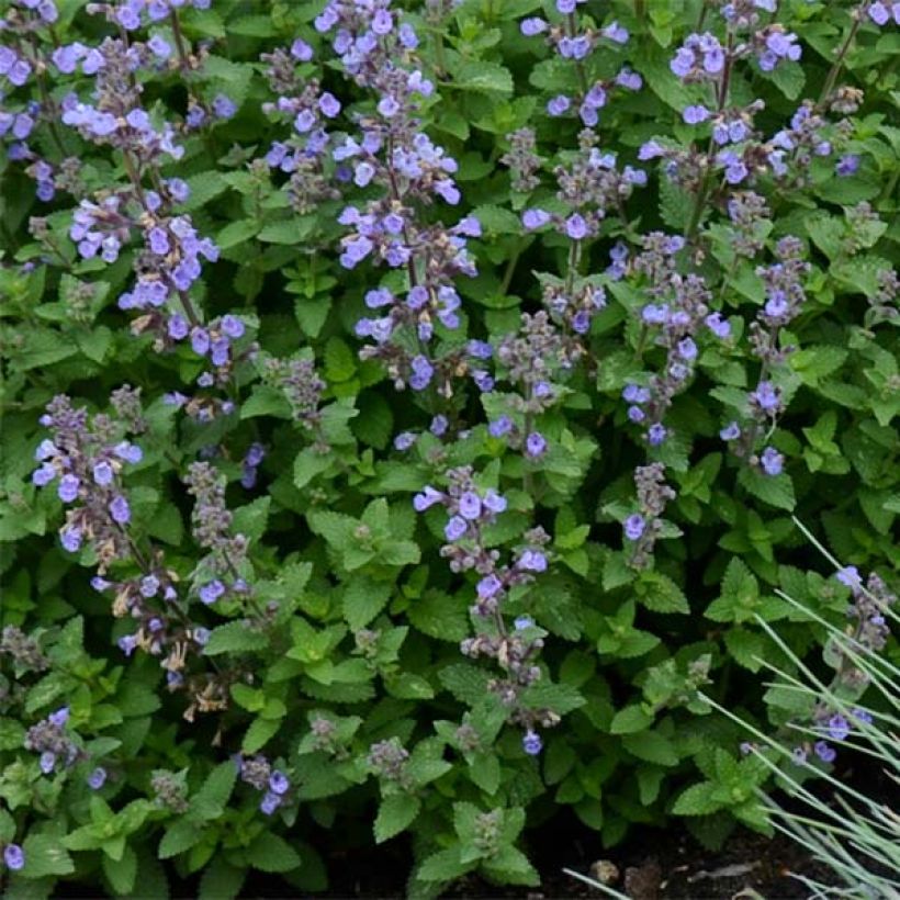 Nepeta Purrsian Blue - Chataire (Feuillage)